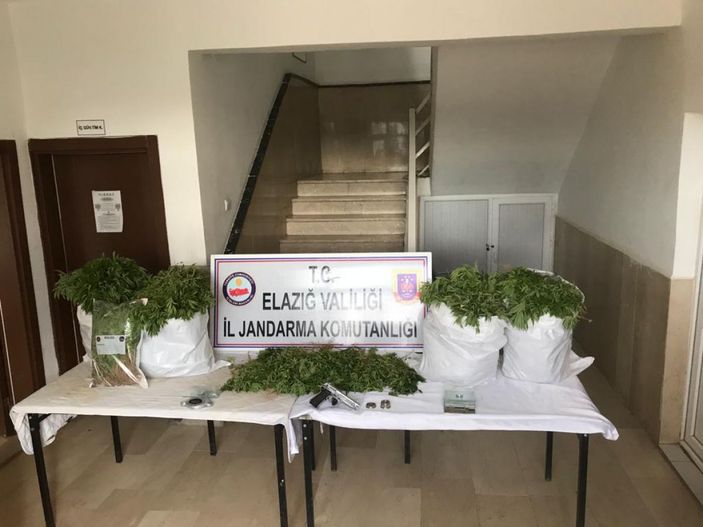 Tarlada Hint keneviri yetiştiren şüpheli tutuklandı -2