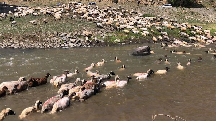 Kırkılan koyunları Kars Çayı'nda yıkadılar -10