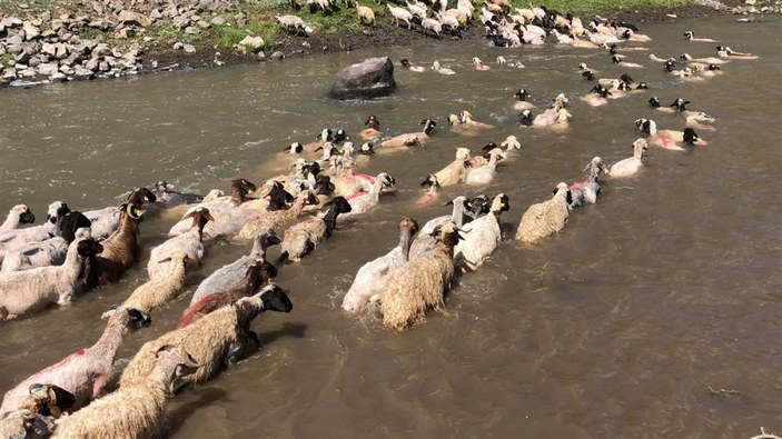 Kırkılan koyunları Kars Çayı'nda yıkadılar -6