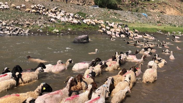 Kırkılan koyunları Kars Çayı'nda yıkadılar -8