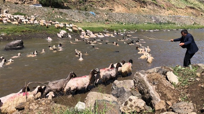 Kırkılan koyunları Kars Çayı'nda yıkadılar -1