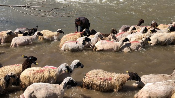 Kırkılan koyunları Kars Çayı'nda yıkadılar -7