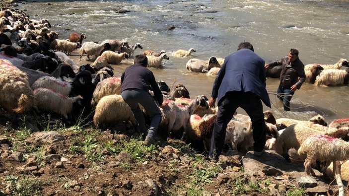 Kırkılan koyunları Kars Çayı'nda yıkadılar -9