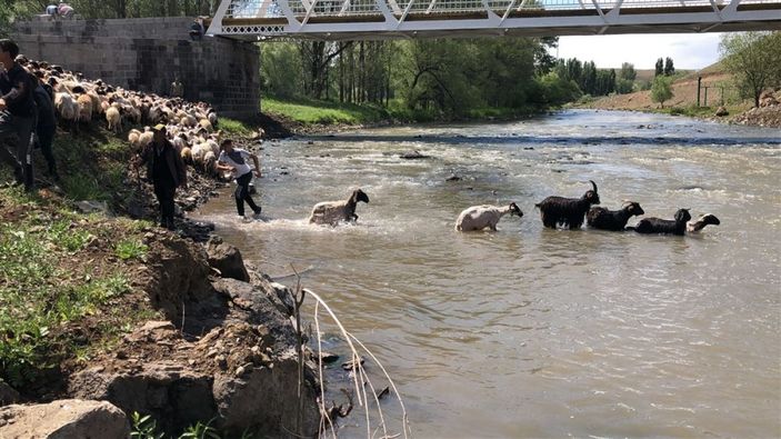 Kırkılan koyunları Kars Çayı'nda yıkadılar -4