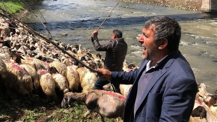 Kırkılan koyunları Kars Çayı'nda yıkadılar -2