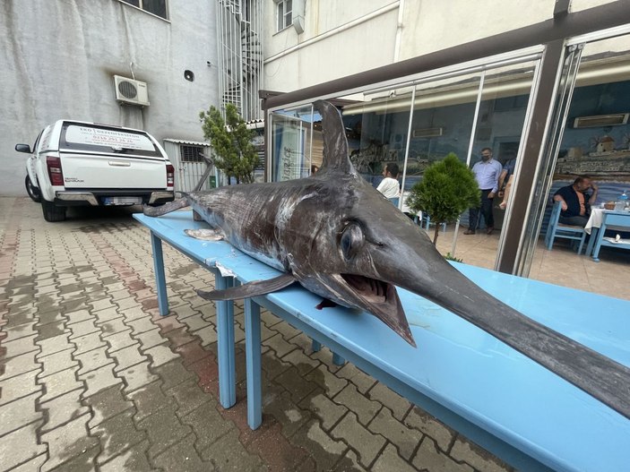 Saros Körfezi’nde yakalanan dev kılıç balığı ilgi gördü -5