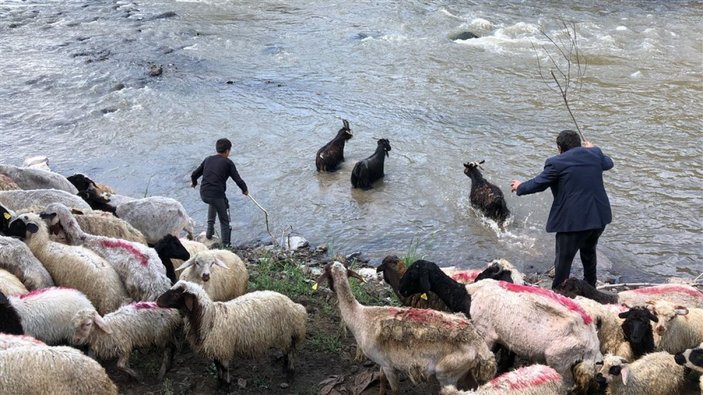 Kırkılan koyunları Kars Çayı'nda yıkadılar -3