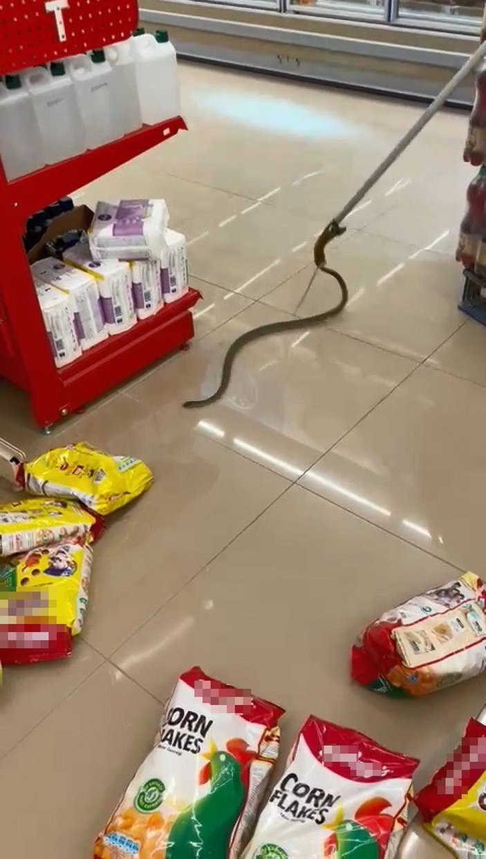 Alışveriş için gittikleri markette rafların arasından yılan çıktı -7