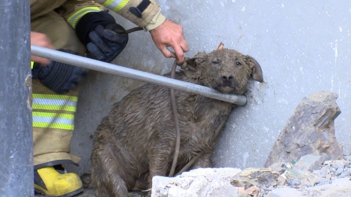 Eyüpsultan'da inşaattaki 10 metrelik kuyuya düşen köpeği itfaiye kurtardı -4