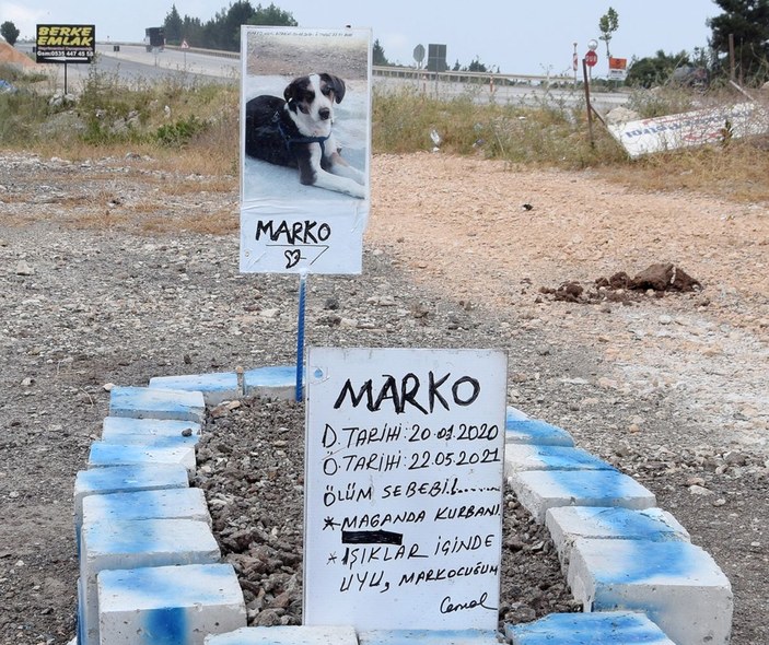 Aracın çarptığı köpeği için mezar yaptı, ölüm nedeni 'Maganda kurbanı' diye yazdı -3