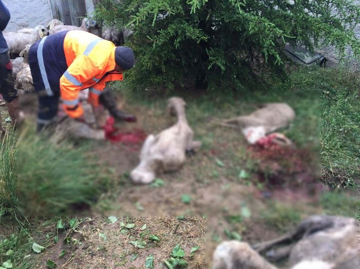 Ankara'da sele kapılan 64 koyun telef oldu -1
