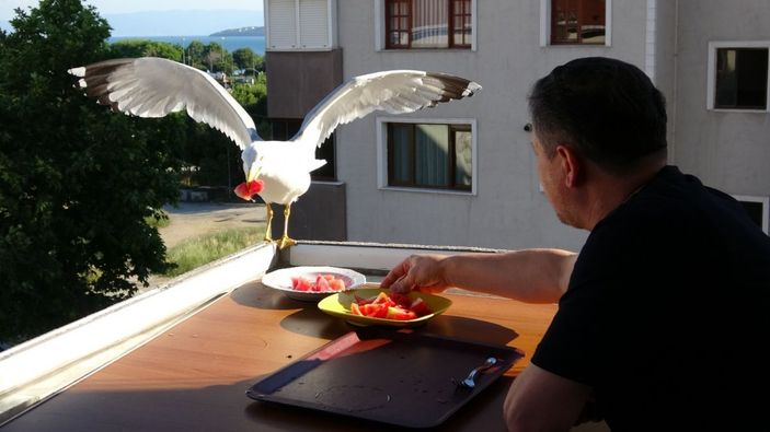 (Özel) Yemeklerini martılarla beraber balkonunda yiyor -7