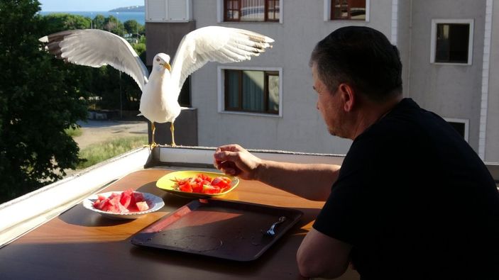 (Özel) Yemeklerini martılarla beraber balkonunda yiyor -5