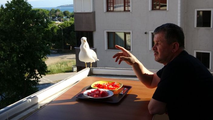 (Özel) Yemeklerini martılarla beraber balkonunda yiyor -4