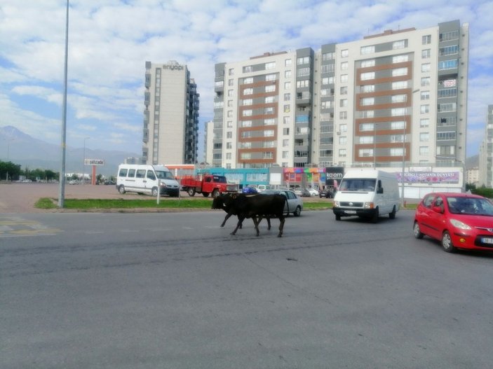 Başıboş büyükbaş hayvan sürüsü, sürücülere zor anlar yaşattı -4