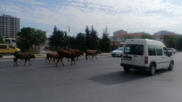 Başıboş büyükbaş hayvan sürüsü, sürücülere zor anlar yaşattı -1