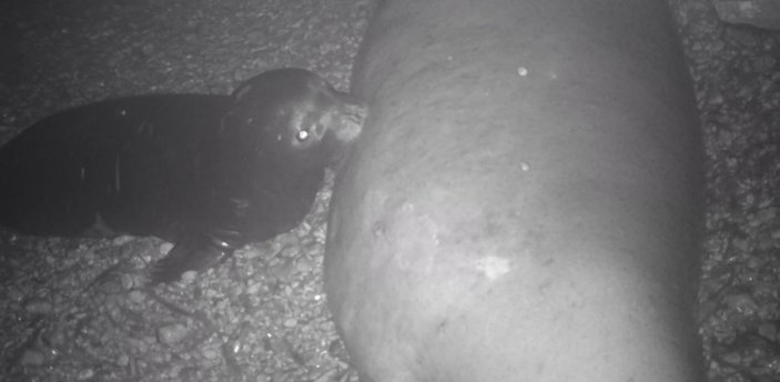 Sayıları 700'e kadar düşen Akdeniz fokları fotokapanla görüntülendi -4