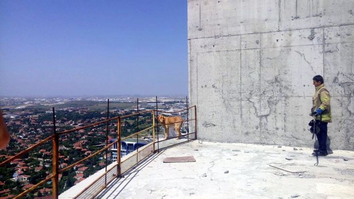 Esenyurt'ta 36'ncı katta 10 gündür mahsur kalan köpeği itfaiye kurtardı -2