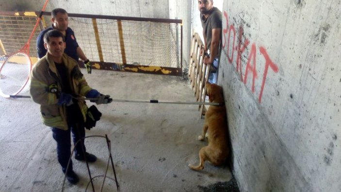 Esenyurt'ta 36'ncı katta 10 gündür mahsur kalan köpeği itfaiye kurtardı -5