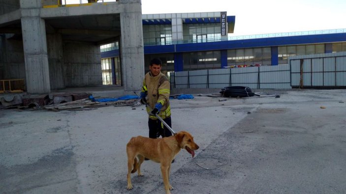 Esenyurt'ta 36'ncı katta 10 gündür mahsur kalan köpeği itfaiye kurtardı -7