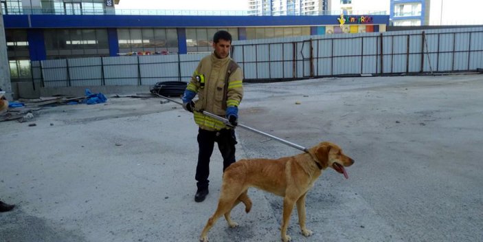 Esenyurt'ta 36'ncı katta 10 gündür mahsur kalan köpeği itfaiye kurtardı -6