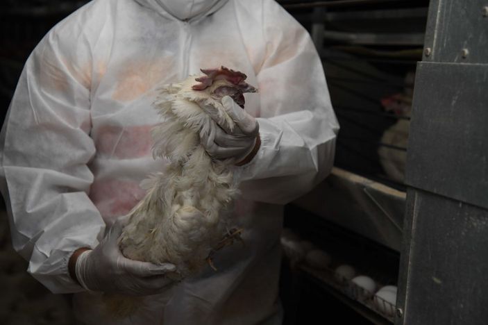 Kayseri’deki tavuk çiftliğinin deposunda çıkan yangında 10 bin tavuk telef oldu -3