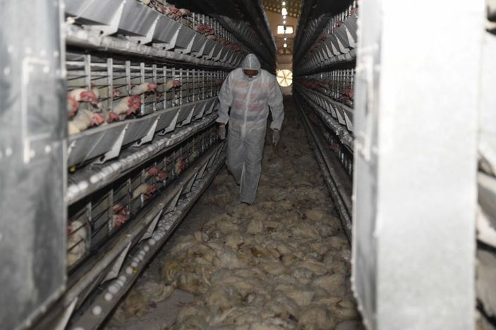 Kayseri’deki tavuk çiftliğinin deposunda çıkan yangında 10 bin tavuk telef oldu -5