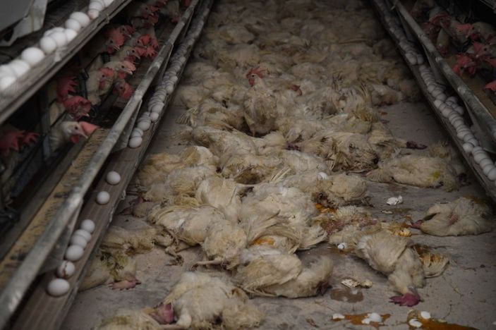 Kayseri’deki tavuk çiftliğinin deposunda çıkan yangında 10 bin tavuk telef oldu -2