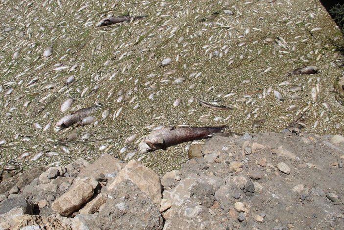 Büyük Menderes'te toplu balık ölümleri