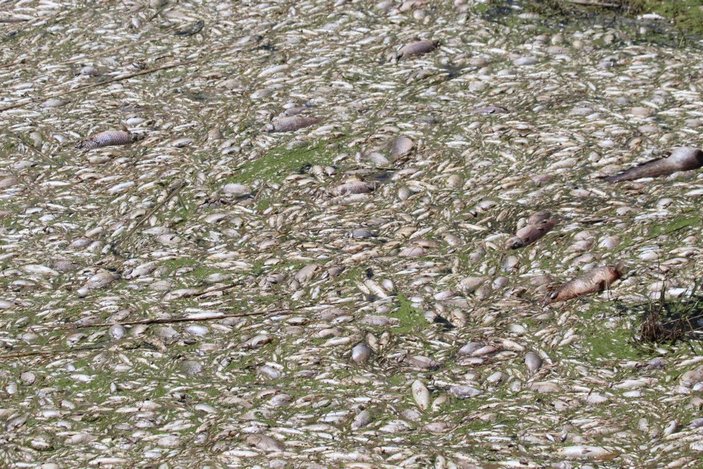 Büyük Menderes'te toplu balık ölümleri