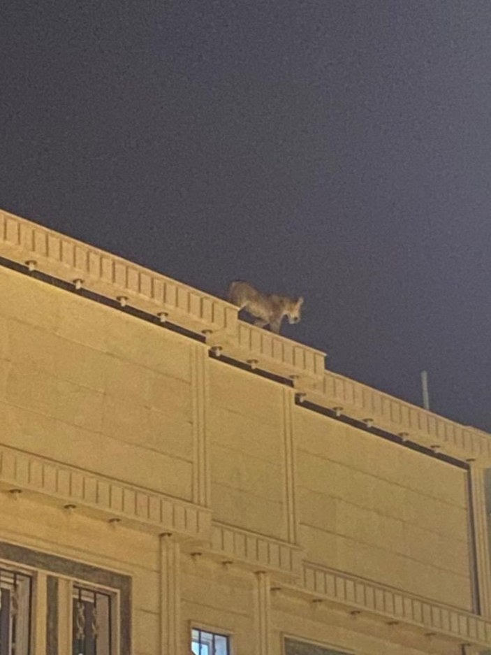 Suudi Arabistan’da evin çatısında dolaşan aslan paniğe neden oldu -1