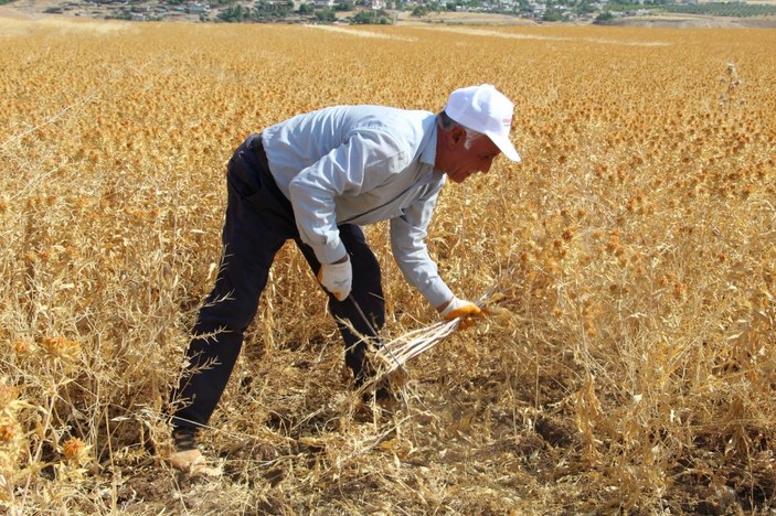 Şırnak’ta çiftçiler ilk defa aspir hasadı yaptı
