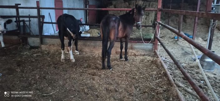 d Atı motosiklete bağlayıp götüren 2 kişiye 4 bin 900 TL ceza -2