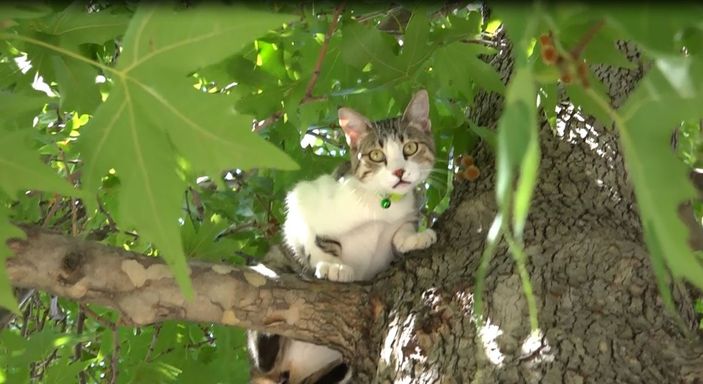 Köpekten korkup ağaca çıkan 'Boncuk' için seferber oldular -1