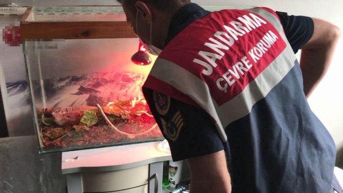 Yasa dışı hayvan ticaretine jandarma engeli -2
