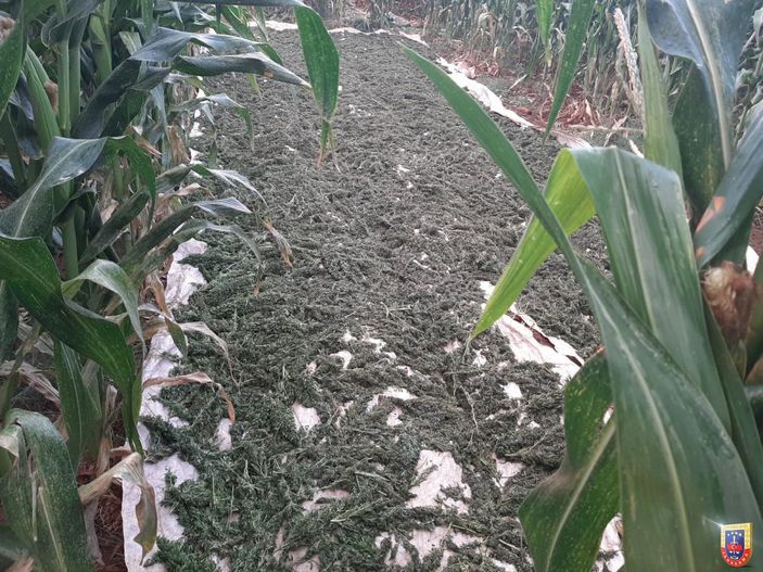 Şanlıurfa'da uyuşturucu operasyonu: 10 gözaltı -4