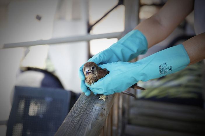 Yasadışı yollarla satılmak istenen 21 flamingoya el konuldu -2