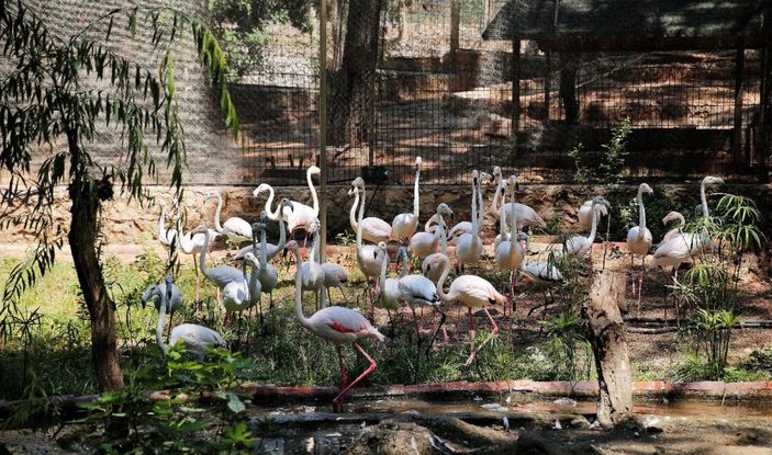 Yasadışı yollarla satılmak istenen 21 flamingoya el konuldu -1