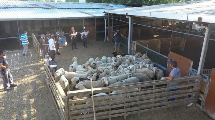 Kurban Bayramı öncesi kuzularına sıra gecesi yaptı -6