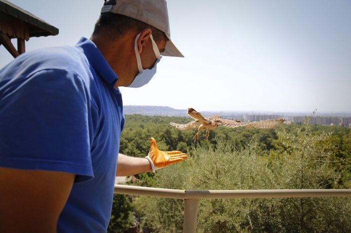 Yasadışı yollarla satılmak istenen 21 flamingoya el konuldu -3