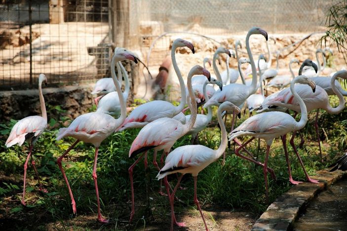Yasadışı yollarla satılmak istenen 21 flamingoya el konuldu -4