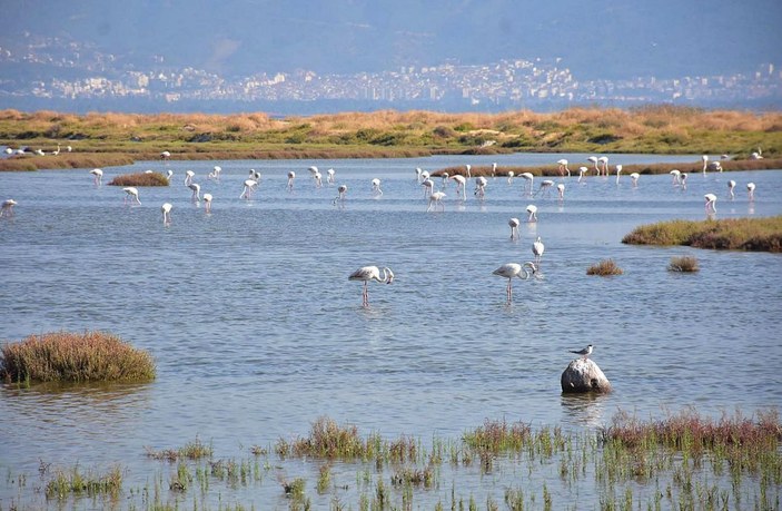 Gediz Deltası'nda bazı kuş türleri ölü bulundu