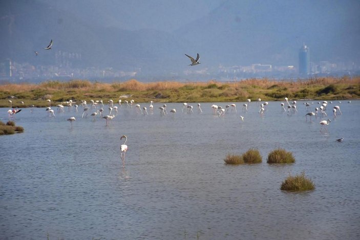 Gediz Deltası'nda bazı kuş türleri ölü bulundu