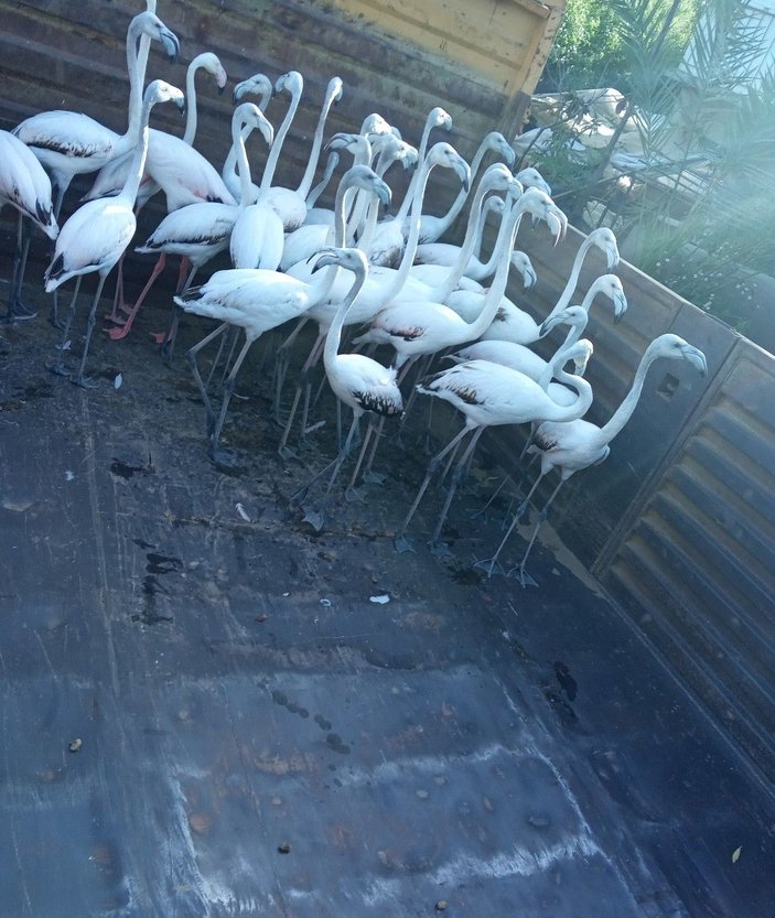 Yasadışı yollardan ele geçirdikleri flamingoların kanatlarını kesmişler -6