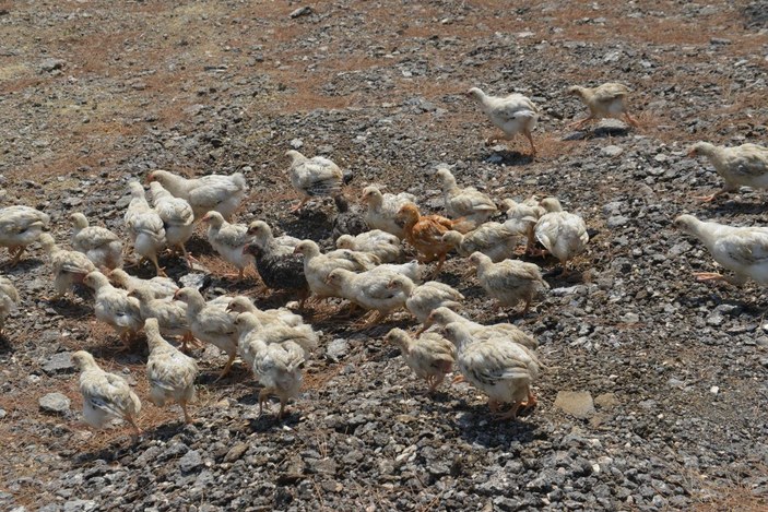 Seyhan Baraj Gölü’nde yüzlerce civciv ölüme terk edildi