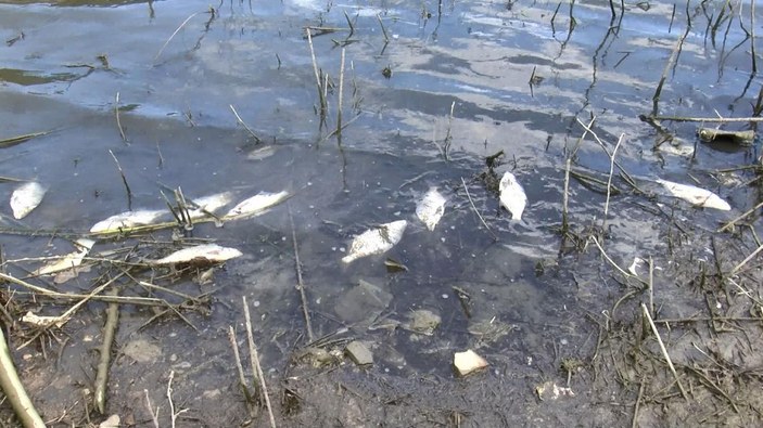 Alibeyköy Barajı'nda korkutan balık ölümleri -1