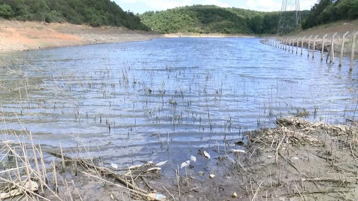 Alibeyköy Barajı'nda korkutan balık ölümleri -3