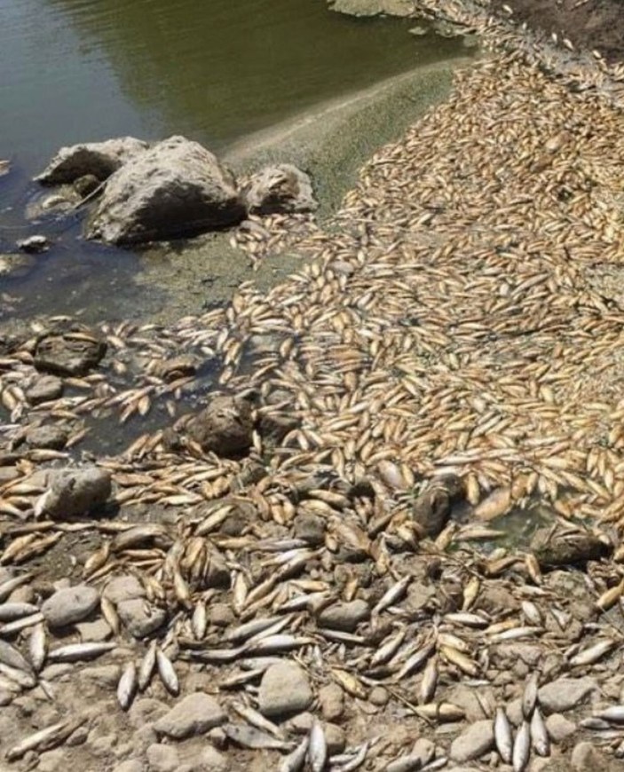Su seviyesinin azaldığı Asi Nehri'nde balıklar öldü