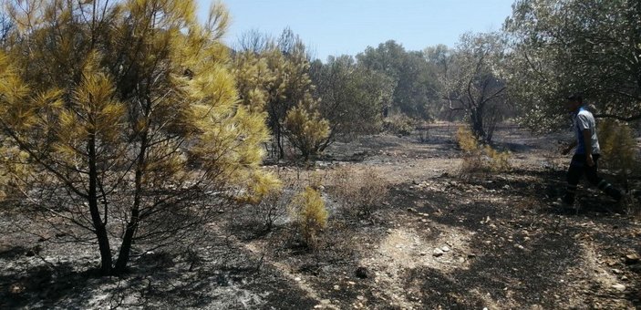 Datça'da çıkan orman yangınında 1 hektarlık alan zarar gördü -4