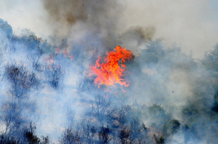 Kocaeli'de 30 dönüm ormanlık alan yandı -1